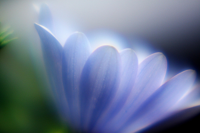 african daisy - taken with a 100mm sima soft focus lens