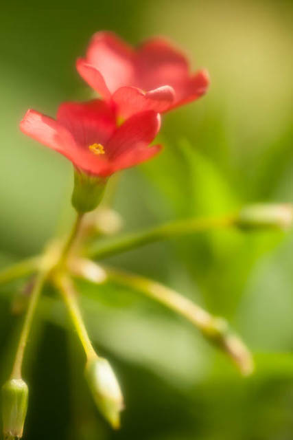 Oxalis tetraphylla flower photographed using a 100mm lens at f/2.8 with Nikon New Soft filter