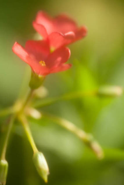 Oxalis tetraphylla flower photographed using a 100mm lens at f/2.8 with black stocking / tights stretched over the front of the lens