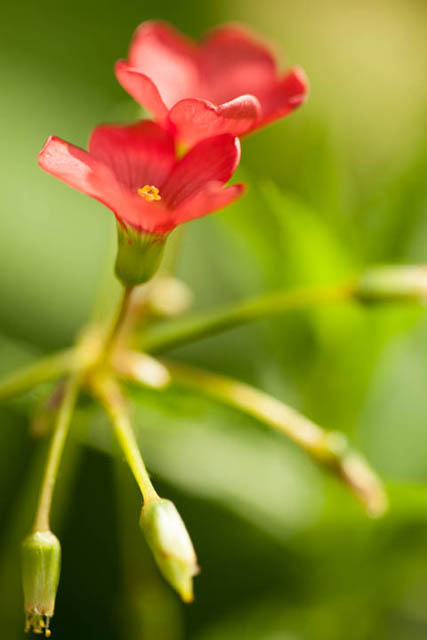 Oxalis tetraphylla flower photographed using a 100mm lens at f/2.8 with no filters