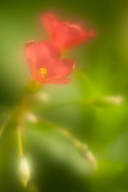 Oxalis tetraphylla flower photographed using a 100mm lens at f/2.8 with UV filter smeared with small amount of vaseline