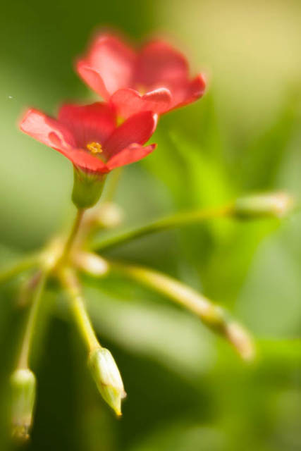 Oxalis tetraphylla flower photographed using a Diopter lens (Raynox DCR-250) on extension tubes as a lens