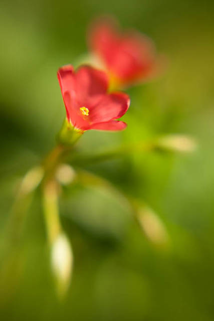 Oxalis tetraphylla flower photographed using a Lensbaby Double glass optic at f/2.8 with +10 close-up filter