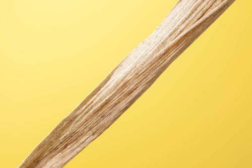 Close-up macro studio photo of a piece of dead grass with a yellow background