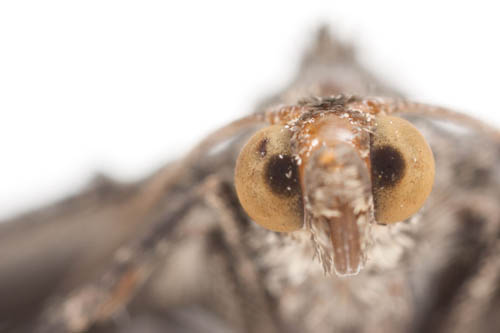 Macro studio portrait photo of a moth