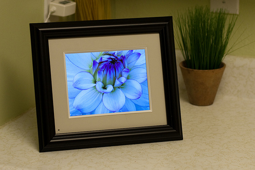 Digital Photo frame displaying a flower photo