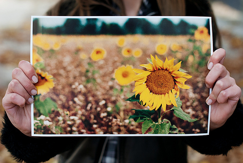 Person holding up a print of a photo of sunflowers