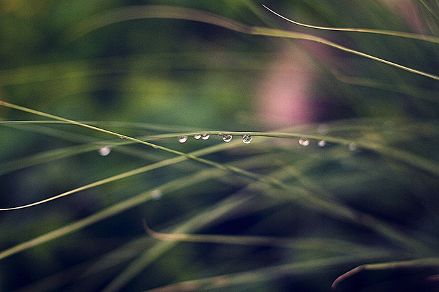 dew drops on grass - captured using a 50mm f/1.4 lens