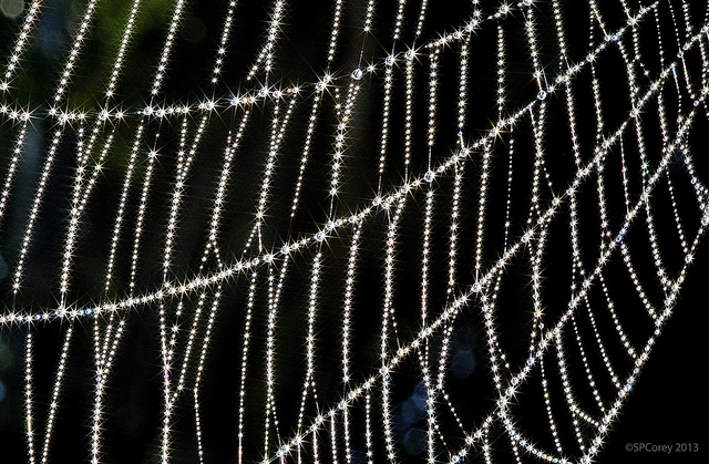 Sparkling dew covered spider web photographed using a star filter