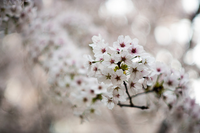 Cherry blossoms photographed using a Topcor RE mount lens on a micro 4/3 mount camera with a lens adapter