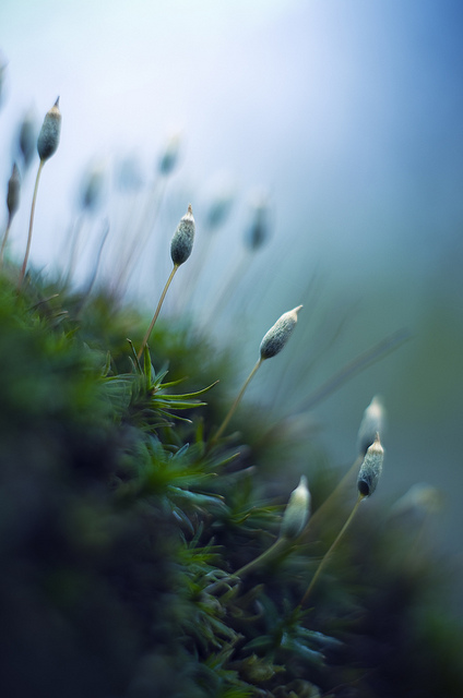 moss plant - photographed using an M42 mount Carl Zeiss Jena MC Pancolar 50mm f/1.8 lens on a Pentax K mount camera body using a lens adapter