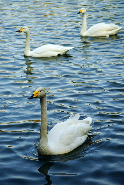 Swan - Photographed using a Sony A mount lens on a Sony FE mount camera using a Sony LA-EA2 adapter