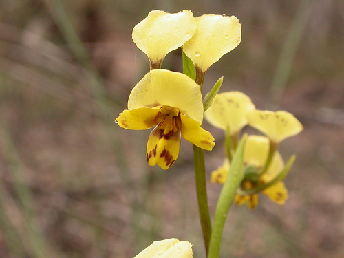 Diuris nigromontana (Black Mountain Leopard Orchid), Black Mountain, Canberra