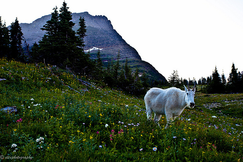 Mountain Goat and flowers, Glacier National Park