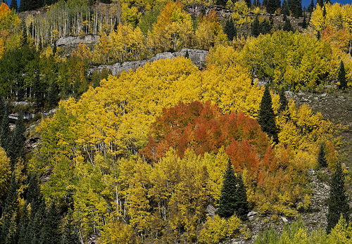 Fall Colors in the Colorado mountains