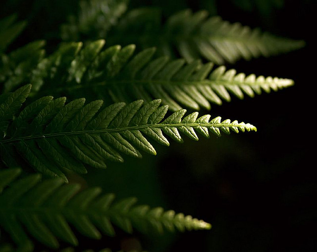 Fern fronds in dappled light