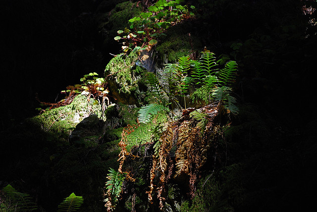 fern in the spotlight