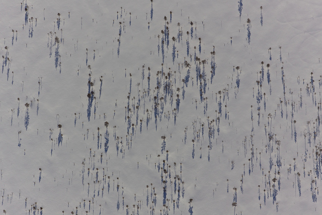 Abstract photo of tree shadows on snow photographed looking down from a hot air balloon