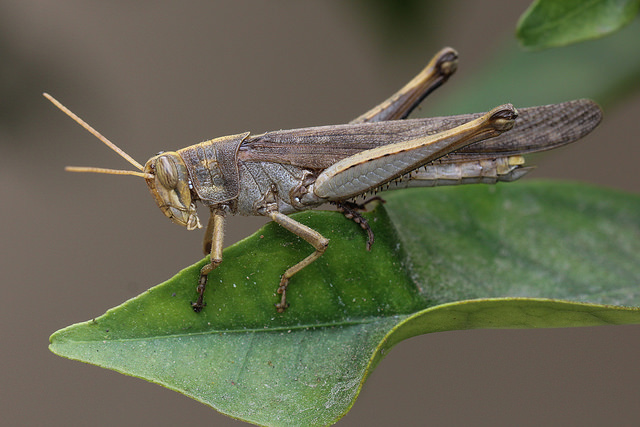 Grasshopper