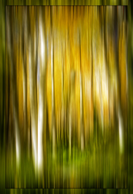 Aspen Pan - moving the camera up / down in line with the tree trunks creates an abstract painterly image