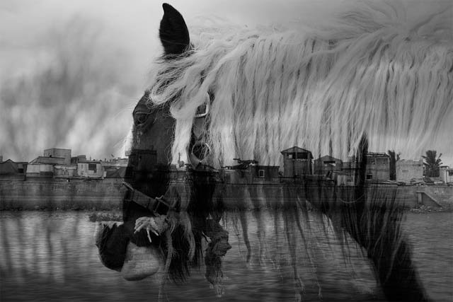 Double exposure of a horse portrait and shanty buildings along a river using multiply blend mode