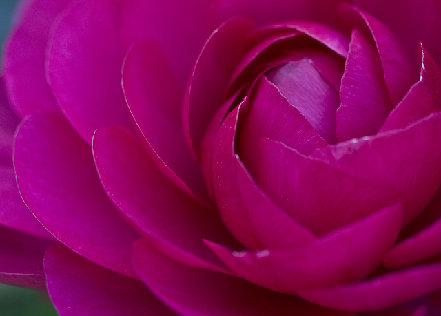 Photo of a flower taken with a rented macro lens