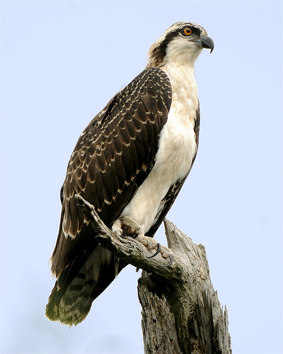 Juvenile Osprey, photographed using a telephoto lens and flash with better beamer flash extender