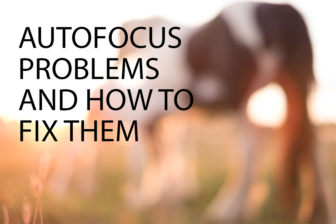 autofocus-problems-and-how-to-fix-them-discover-digital-photography