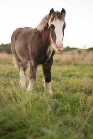 Photo of a foal, quite tightly framed, so the foal takes up around 50% of the image