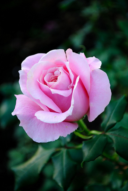 Pink Rose - processed through the camera's manufacturer's bundled RAW conversion software (Nikon ViewNX)