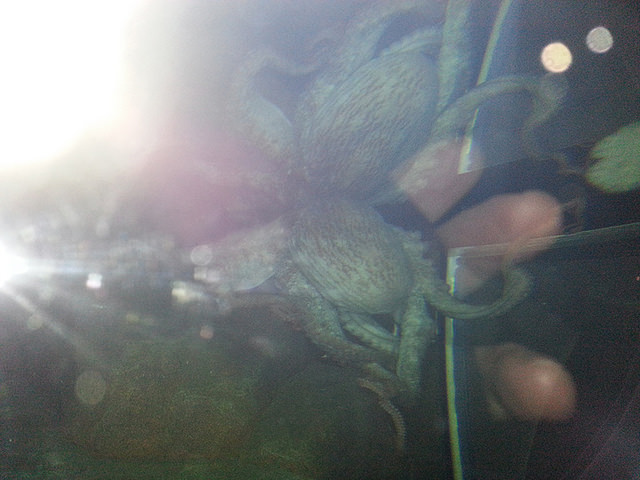 Photo taken in a aquarium where the camera's flash has reflected strongly back off the glass tank