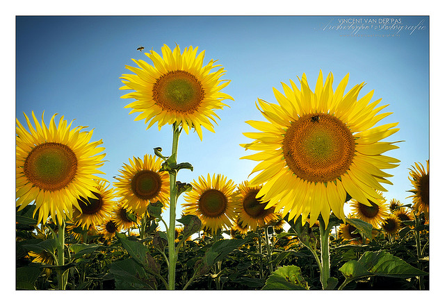 Buzzing Sunflowers, back lit by the sun, with fill flash used to avoid a silhouette effect