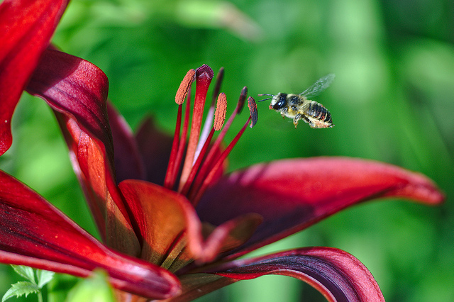 Photo of a flower and bee manually focused using focus peaking