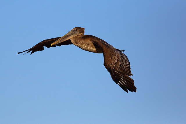 High speed photo of a bird frozen in flight - 1/6400s shutter speed used