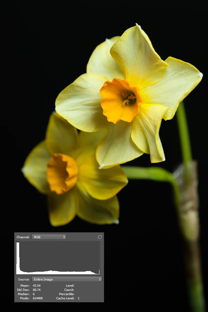 Photo of a daffodil against a black background taken with the background and lighting both close to the flowers. The light was flagged in an attempt to minimise spill from the light onto the background.