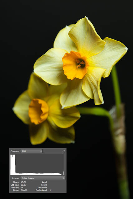 Photo of a daffodil taken with lighting and the background both close to the flowers. Because the black background is so close, some of the light has spilled onto the background.
