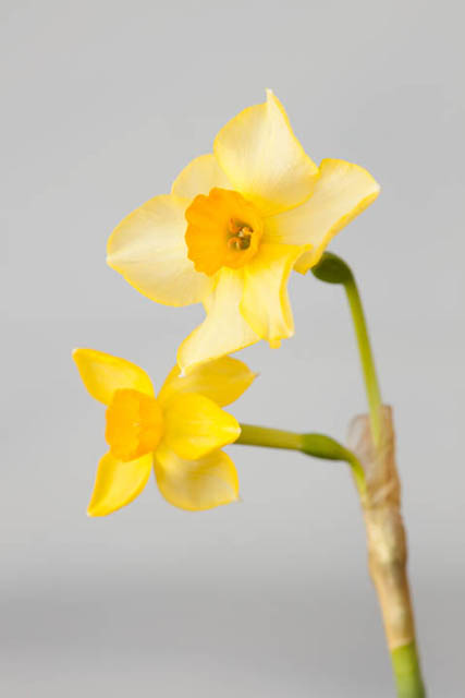 Photo of daffodil flowers where both flowers and background are lit with the same lighting, resulting in a gray background rather than white