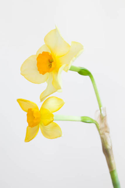 Photo of daffodils against a neutral white background where the white balance has been set correctly