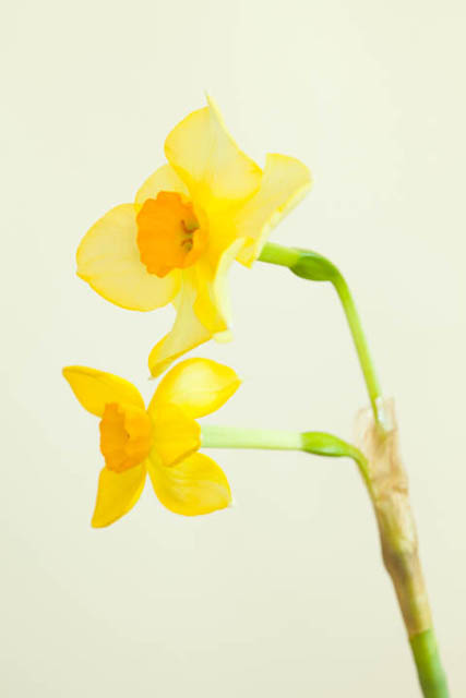 Photo of daffodils against a white background where the white balance has been set incorrectly, resulting in the background having an orange tint
