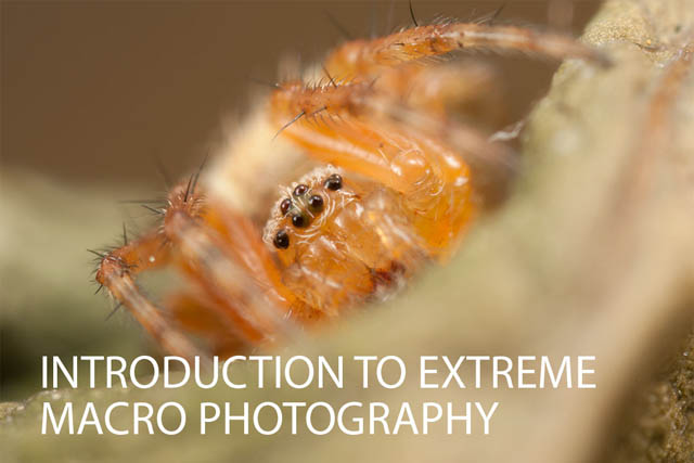 Introduction to Extreme Macro Photography