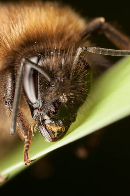 Bee portrait where focus plane is placed such that it goes through the mandible and below / behind the eye