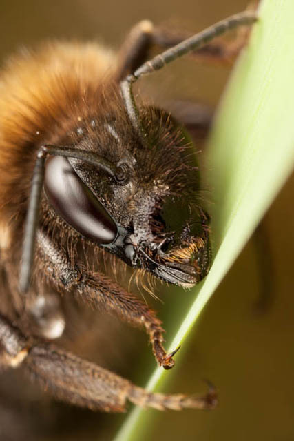 Bee portrait where focus plane is placed such that it goes through the mandible and through the eye, putting both in focus