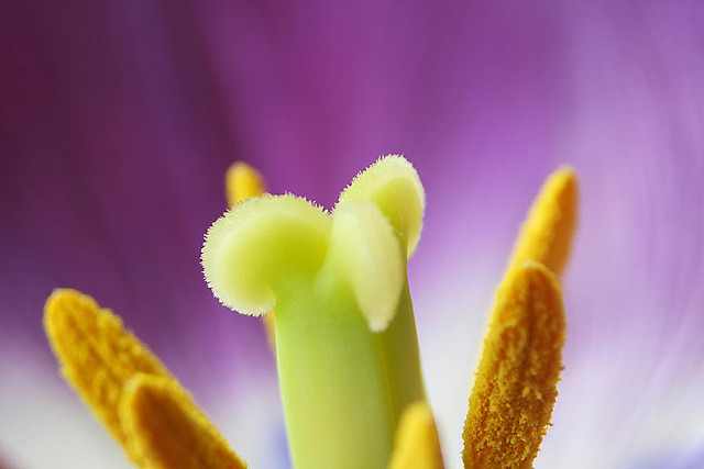 extreme macro of the center of a flower captured using extension tubes and a 28-80mm macro lens