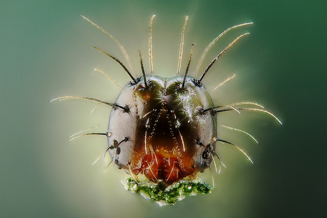 Young caterpillar portrait, extreme macro captured using a microscope objective and focus stacking