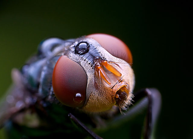 Introduction to Extreme Macro Photography  Discover 