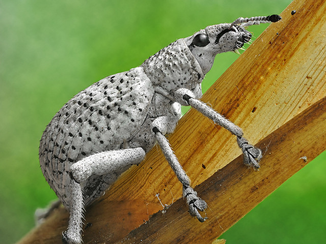 Broad-Nosed Weevil extreme macro, focus stacked image taken using a reversed 50mm enlarging lens and extension tubes