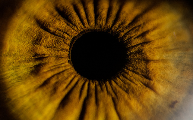 Human iris, captured using bellows behind lens