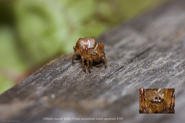 European Garden Spider (Araneus diadematus) Aperture f/10 With Tubes - image is sharp at pixel level