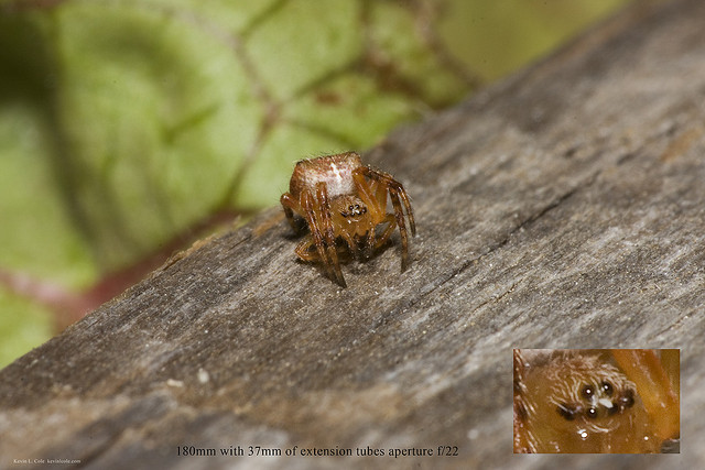 European Garden Spider (Araneus diadematus) Aperture f/22 With Tubes - image suffers from diffraction softening at the pixel level