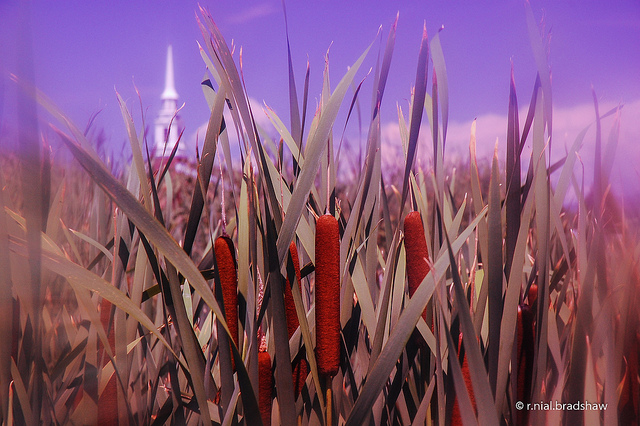 Photograph of cat tail bulrushes taken with a UV filter that had vaseline smeared round the edges, making the photo appear soft at the edges.